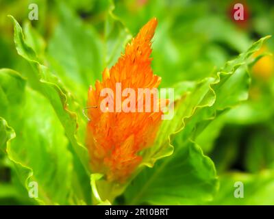 Single Celosia in Bloom Stock Photo