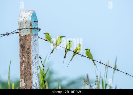 Asian Green Bee-Eaters, Nal Sarovar, Gujarat, India Stock Photo