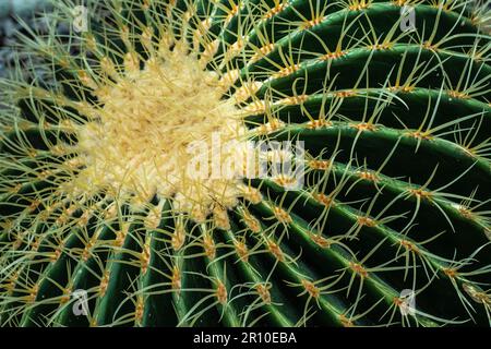 Group of typical Barrel Cactus Cacti Stock Photo