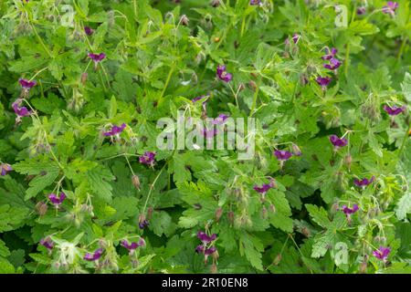 Geranium phaeum. Dusky Cranesbill. Geranium Samobor. Stock Photo