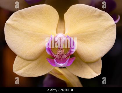 Beautiful orchid on dark background Stock Photo