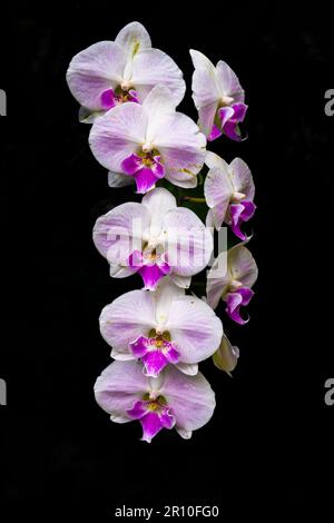 Beautiful orchid on dark background Stock Photo