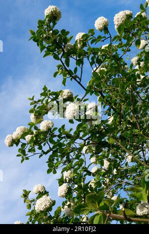 Fragrant Snowball, Viburnum x carlcephalum Stock Photo