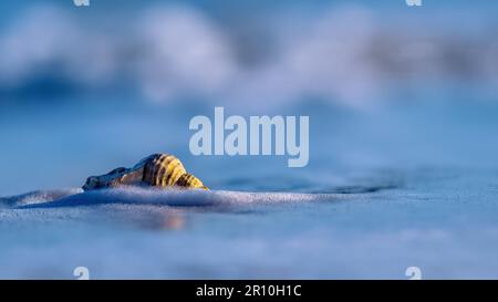 Sea shell lying on shallow surf in blue ocean bathed in soft sunlight against a background of breaking blue ocean waves Stock Photo