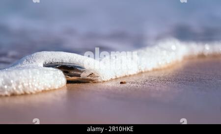 Sea shell lying on a sandy beach washed by creamy white surf Stock Photo