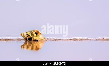 Broken sea shell on a beach washed by surf Stock Photo