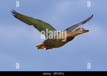 Graceful female Mallard duck in flight against a beautiful blue spring sky. Stock Photo