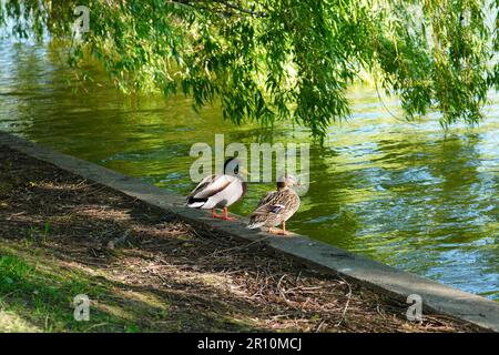 Pair of male and female mallard ducks on lake shore in the mating season in Titan park in Bucharest Stock Photo