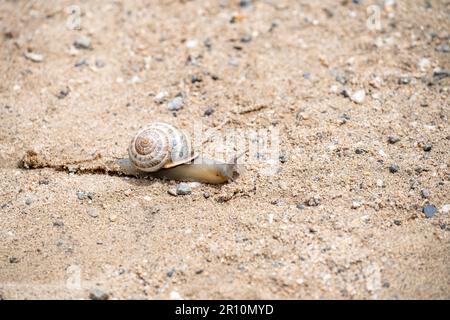 Garden snail close-up Stock Photo