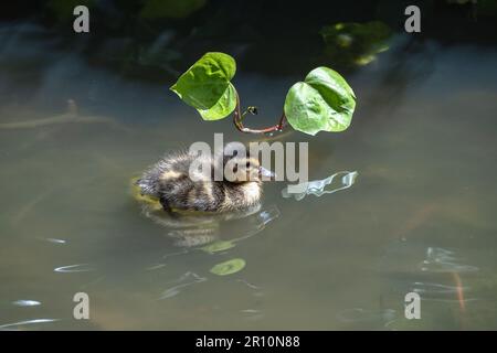 Baby duck close-up in pond Stock Photo