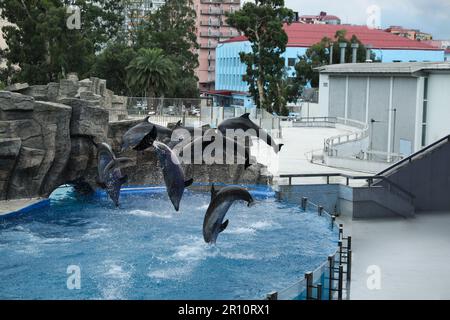 Dolphins jumping in pool at marine mammal park Stock Photo