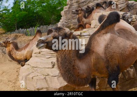 Group of camels in safari park outdoors Stock Photo