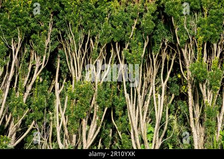 Yew, Hedge, Old, European Yew, Evergreen, Garden, English Yew, Taxus baccata hedge new shoots emerging on old wood after a deep cut Stock Photo