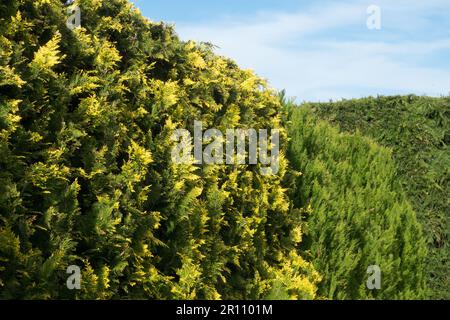 Lawson Cypress Hedge Chamaecyparis 'Ivonne' Chamaecyparis lawsoniana hedge Stock Photo