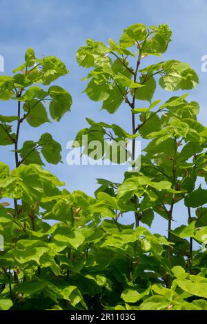 Spring, Green, Linden, Hedge Large-leaved linden Tilia platyphyllos Stock Photo