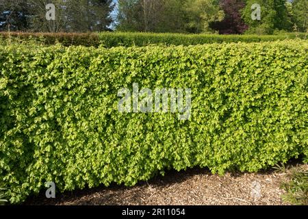 Field maple hedge, Acer campestre hedge, 'Nanum' Stock Photo