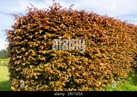 European Beech, Hedge, Fagus sylvatica 'Atropunicea' Stock Photo