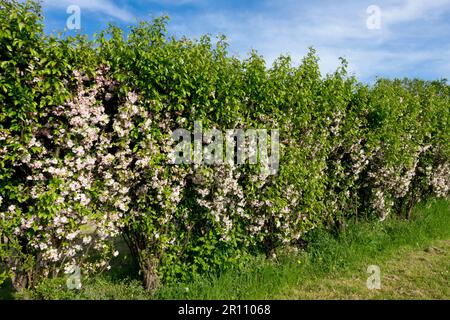 Crab Apple Hedge, Crabapple, Malus 'Van Eseltine', Spring, Garden Stock Photo