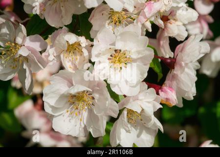 Blooming, Crabapple 'Van Eseltine', Crab Apple, Malus 'Van Eseltine' flower Stock Photo