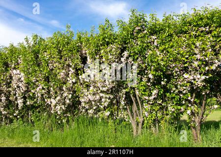 Flowering Crabapple Hedge, Malus "Van Eseltine", Border, Garden, Spring Stock Photo