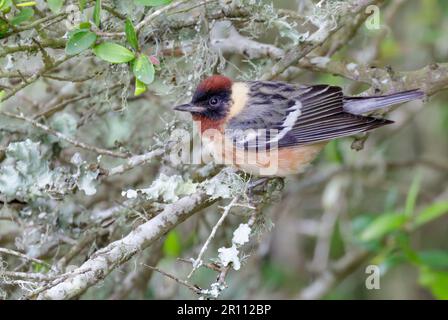 Bay-breasted warbler (Setophaga castanea) during spring migration, Galveston, Texas, USA. Stock Photo