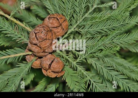 Bald Cypress (Taxodium distichum) isolated leaves and cone seed pods in Houston, TX. Conifer tree in the Cupressaceae family found throughout the USA. Stock Photo