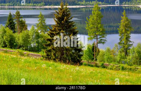 Black Forest, Baden-Wuerttemberg, Upper Black Forest, Schluchsee in summer, group of trees at the lake Stock Photo