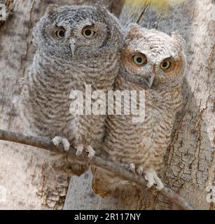 Eastern screech owl babies perched on a tree branch, Quebec, Canada Stock Photo