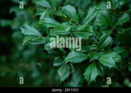 Close up of leaves on a holly tree Stock Photo