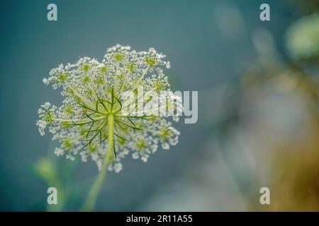 Close Up of Fragile Dill Umbels on Summer Meadow on a sunny day Stock Photo