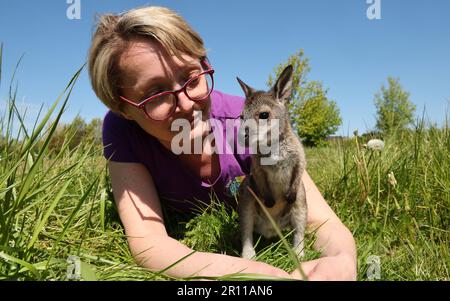 Marlow, Germany. 10th May, 2023. Baby kangaroo Sam is walking in a meadow in the bird park with his surrogate mother Anja. The little one fell out of its mother's pouch a few days ago and was subsequently abandoned. Now it is being raised by experienced biologist Anja Walther-Fuchs. Currently, there are eleven babies among the Bennett kangaroos in the bird park. Credit: Bernd Wüstneck/dpa/Alamy Live News Stock Photo