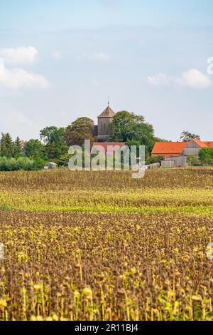 Field with withered sunflowers (Helianthus annuus), in the back the church of Steinhoefel near Angermuende, Uckermark, Brandenburg, Germany Stock Photo