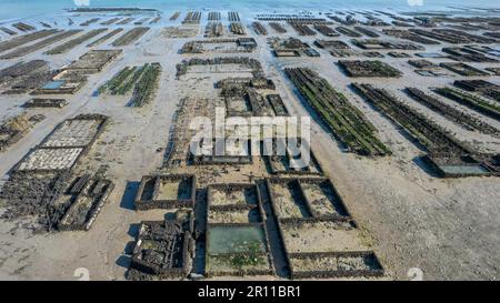 France, Ille et Vilaine, Emerald Coast, Cancale, the oyster beds Stock Photo