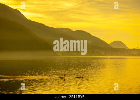 Two Swans on Lake Lugano in Sunset and Mountain in Morcote, Ticino in Switzerland Stock Photo