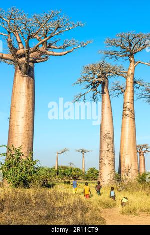 Baobab Avenue, Morondava, Toliara Province, Madagascar (Adansonia Grandidieri) Stock Photo