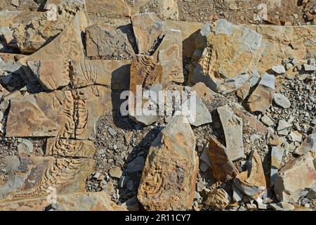 Mesosaurus tenuidens fossil, extinct genus of reptile from the Early Permian, approx. 290 million years, near Keetmanshoop, Karas Region, Namibia Stock Photo