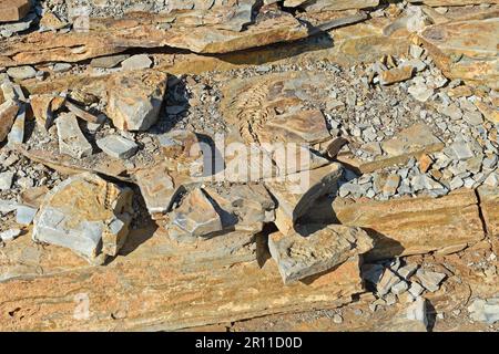 Mesosaurus tenuidens fossil, extinct genus of reptile from the Early Permian, approx. 290 million years, near Keetmanshoop, Karas Region, Namibia Stock Photo