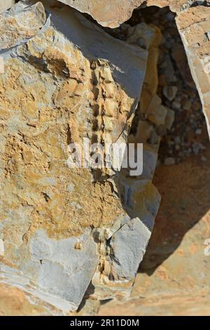 Mesosaurus tenuidens fossil, extinct genus of reptile from the Early Permian, approx. 290 million years, near Keetmanshoop, Karas Region, Namibia Stock Photo