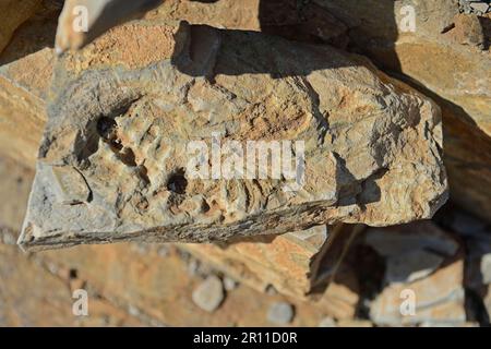 Mesosaurus tenuidens fossil, extinct genus of reptile from the Early Permian, approx. 290 million years, near Keetmanshoop, Karas Region, Namibia Stock Photo