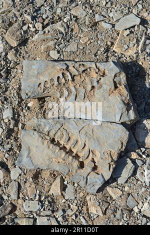 Mesosaurus tenuidens fossil, extinct genus of reptile from the Early Permian, approx. 290 million years, near Keetmanshoop, Karas Region, Namibia Stock Photo