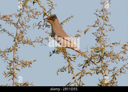 Grey Hypocolius (Hypocolius ampelinus) adult male calling, perched in bush, Gujarat, India Stock Photo