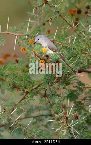 Small Minivet (Pericrocotus cinnamomeus pallidus) adult female, perched in thorn bush, Gujarat, India Stock Photo