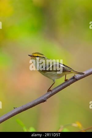 Pallas's Warbler (Phylloscopus proregulus) adult, perched on twig, Hebei, China Stock Photo
