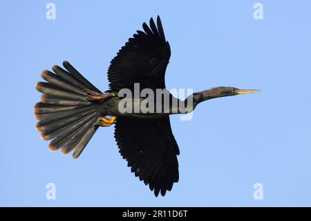 Anhinga (Anhinga anhinga) adult male, in flight, Venice Rookery, Florida (U.) S. A Stock Photo