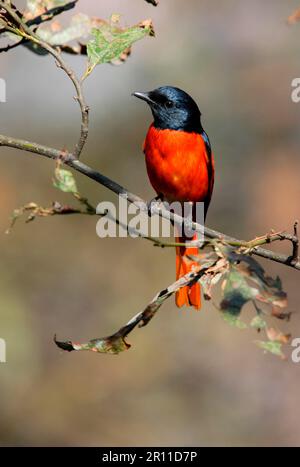 Orange minivet (Pericrocotus flammeus), Scarlet Minivet, Scarlet Minivet, animals, birds, Scarlet Minivet adult male, perched in tree, Nepal Stock Photo