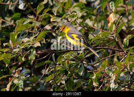 Orange minivet (Pericrocotus flammeus), Scarlet Minivet, Scarlet Minivet, animals, birds, Scarlet Minivet adult female, perched in tree, Kathmandu Stock Photo