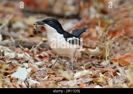 Tropical Boubou (Laniarius aethiopicus) adult, with food in beak, foraging in leaf litter, Chobe N. P. Botswana Stock Photo