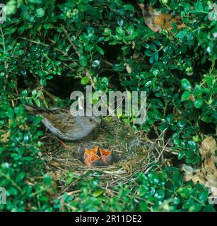 Dunnock, Dunnock, dunnocks (Prunella modularis), songbirds, animals, birds, Dunnock At nest, young demanding Stock Photo