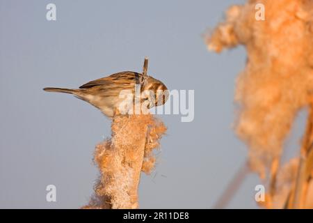 Reed bunting (Emberiza schoeniclus), adult female, feeding on reed seeds, Spain, winter Stock Photo