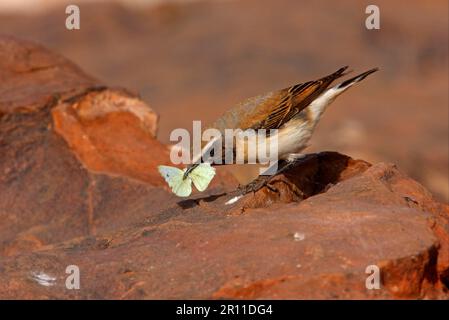 Seebohm's wheatear (Oenanthe oenanthe seebohmi) North African subspecies, first summer male, feeding butterfly, Atlas Mountains, Morocco Stock Photo